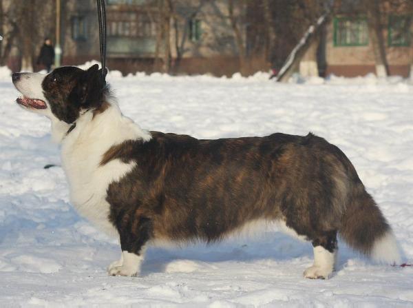 Corgi na Volge ARIEL