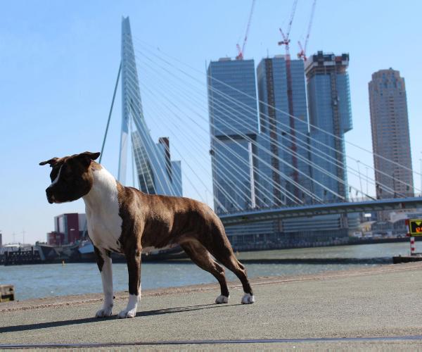 AKC CH Old Hickory Miss-Chane