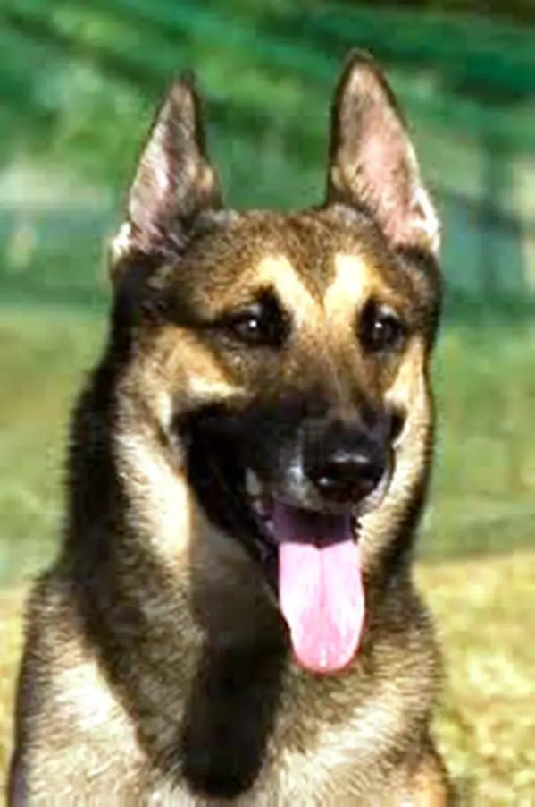 Jay-Art'S T'Booger King