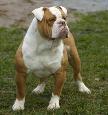 Bullforce's Madonna