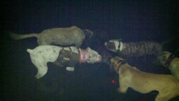 American Legendz Petey