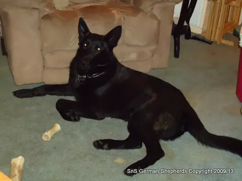 Black Jack von Haus Schultz