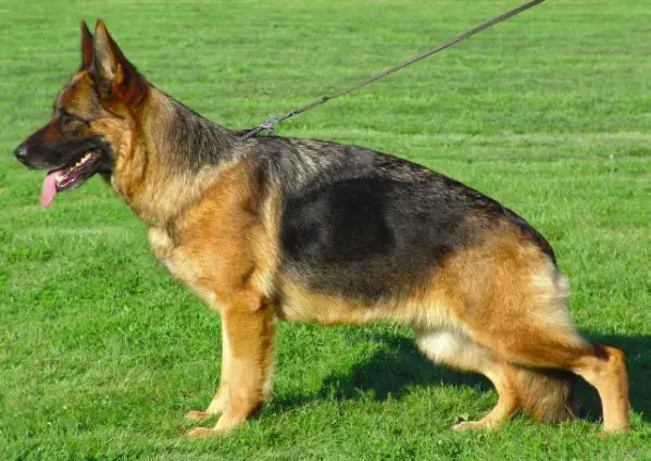 VA4 GSDCA 2015 Endrefalva Baiba