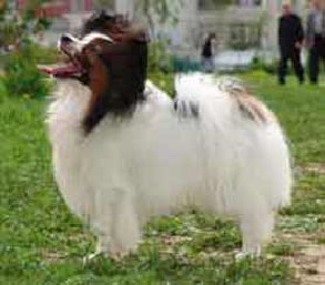 Sorsery Golf Lav Imidg