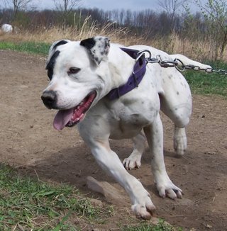 Bullhead's Mighty Minnow