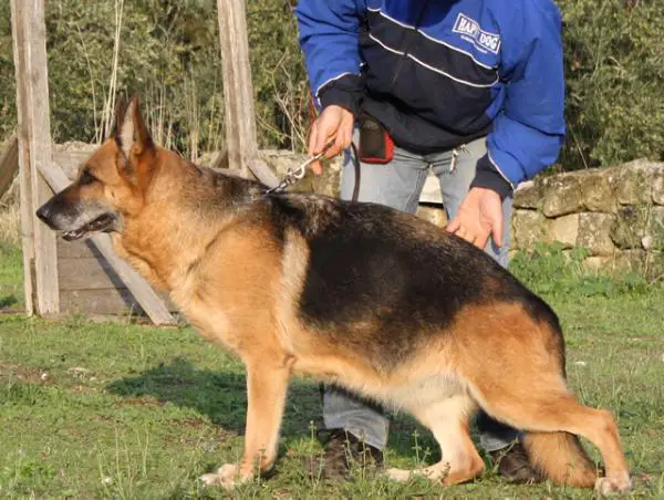 Andrè Villa dei Cedri