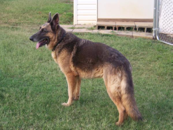 Whitlock's Little Boy Blue