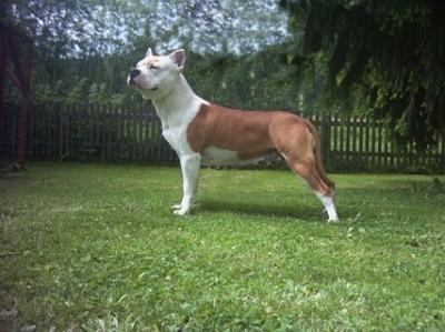 Dzsozi Dog Gina