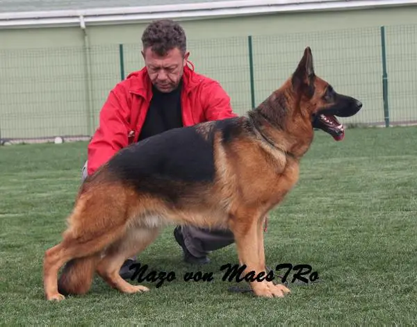 (TUR)SG1 Nazo von Maestro
