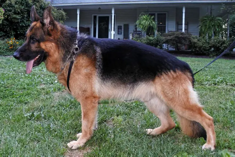 Bracus Vom Hare Haus