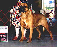 CH Aamodt's Rhythm of The beat