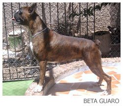 Beta Guaro