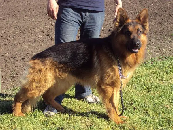 Rambo Gloria Terra Australis