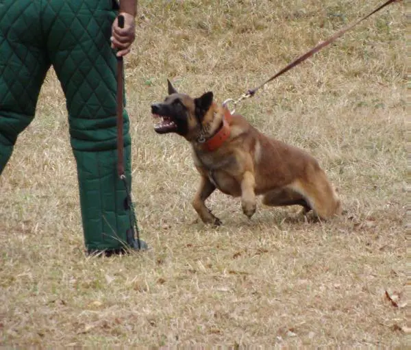 Mason's Duke