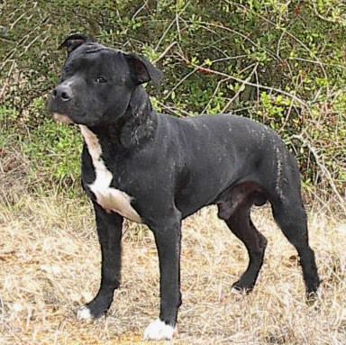 Ironheart's Captain Jack Sparrow  "Jack"