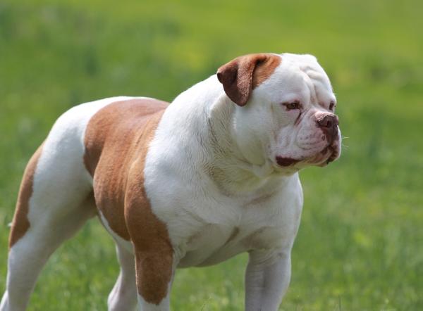 Roc Steady's Iroc of Fastlane