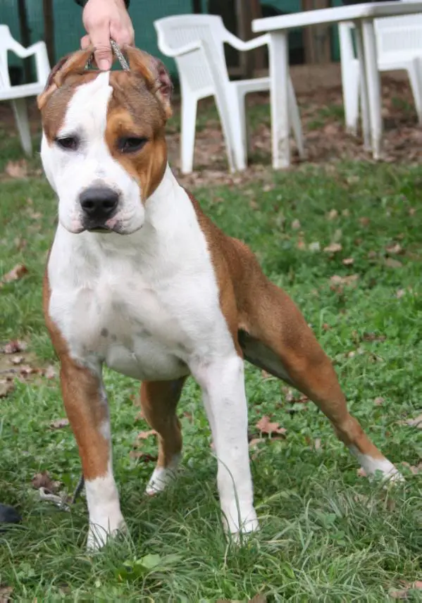 Moon Rock Landi's  Dragon Heart