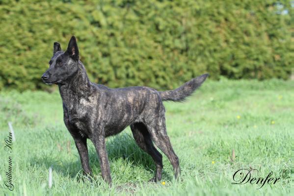 CACS, CACIB, BOB Denfer