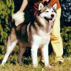 Icy Snowking Of The North