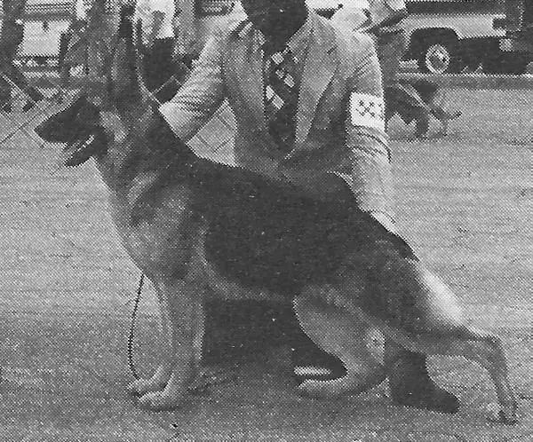 CH (AKC) Maplewood's Wind Dancer