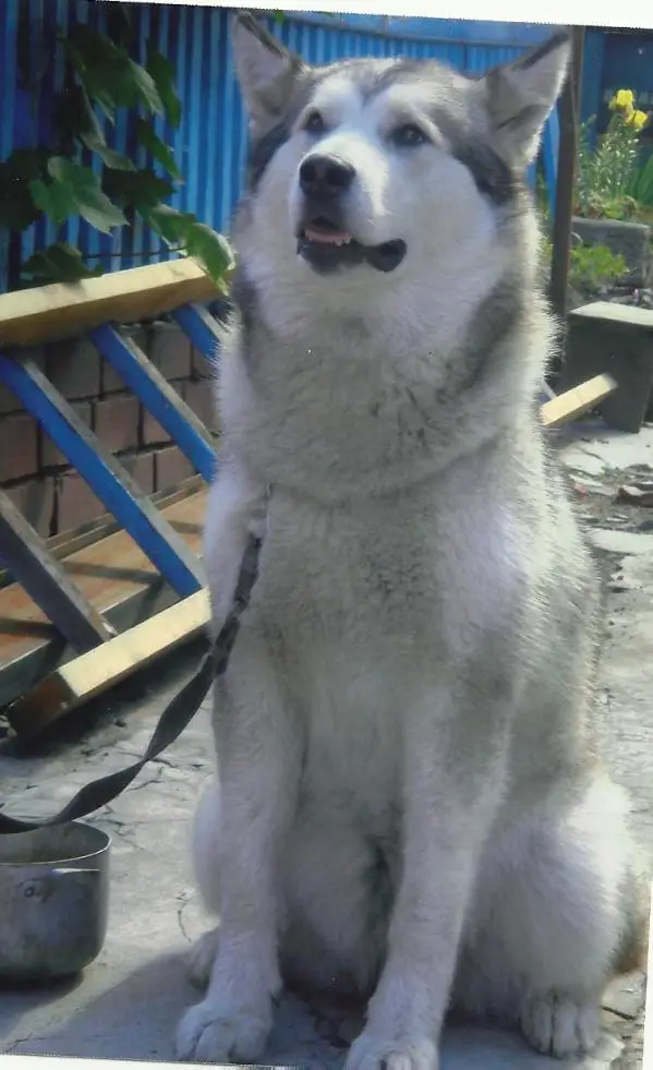 Leyu Yashma Dragotsennaya