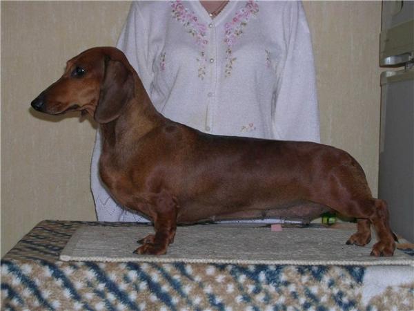 RUS CH Missy vom Golf