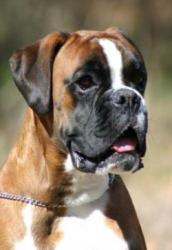 CACIB INTER Uks du Mont des Alizées