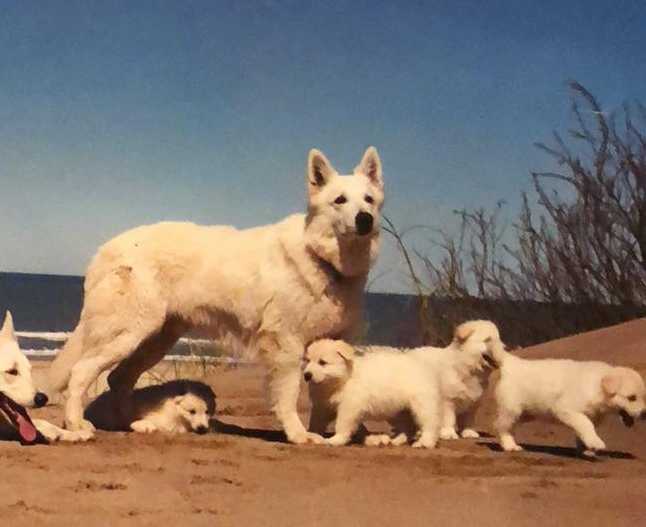 Gwenn vom Bergischen Land