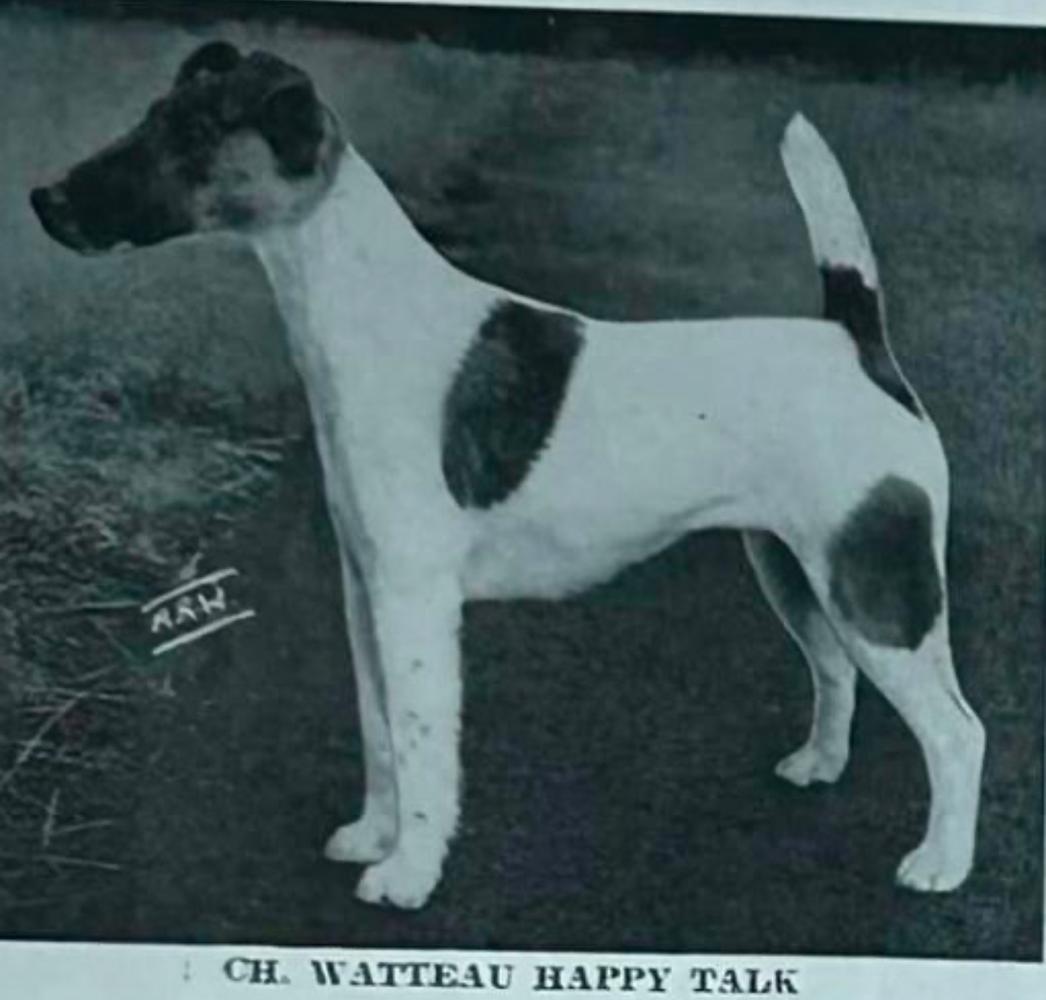 AM CH Watteau Happy Talk