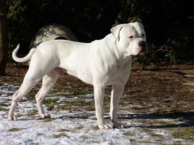 White Bandit's Snowflake