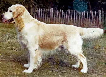 ENG CH Camrose Cabus Christopher
