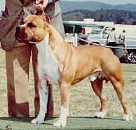 AKC CH Gold Rush McQ