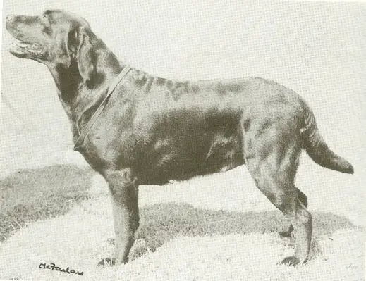 ENG. CH. Kupros Lady's Pride