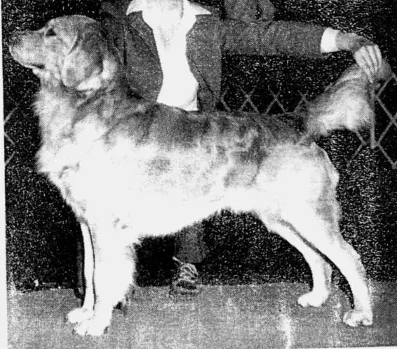 CH Kachina Klondike's AJ