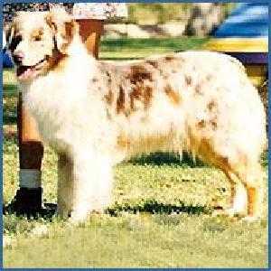 HOF ASCA CH Starswept's Hifalutin At Hisaw