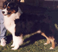 CH Summertimes Special Effects