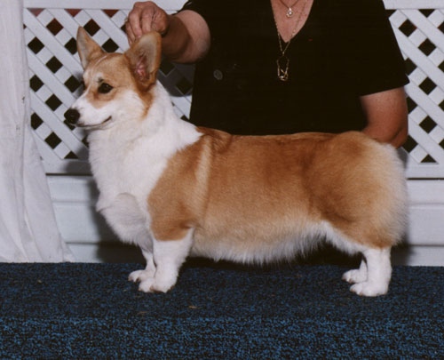 Nebriowa Hello Gorgeous