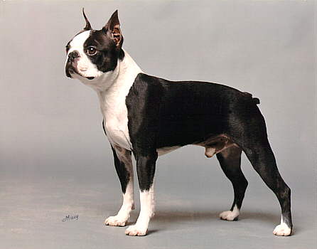 BIS CH (AKC) El-Bo's Rudy Is A  Dandy