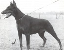 Bonita van Rensloo