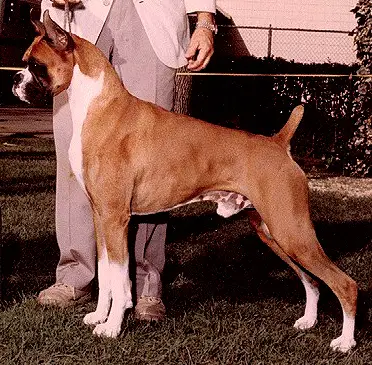 CH (AKC) Heldenbrand's Jet Breaker