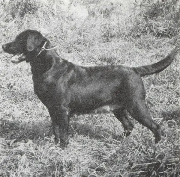 CH Briary Bonnie Briana