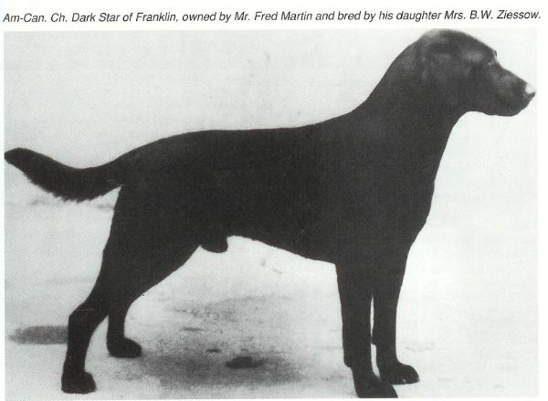 Ch. Dark Star of Franklin
