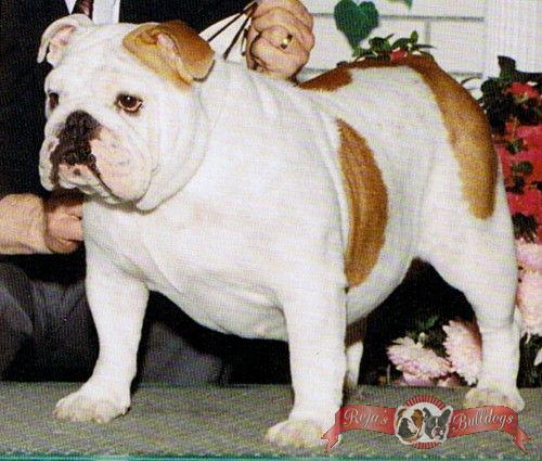 BISS CH (AKC) Little Ponds Splash