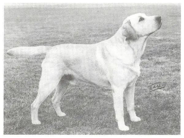 Eng. Ch. Linershwood Sentinal