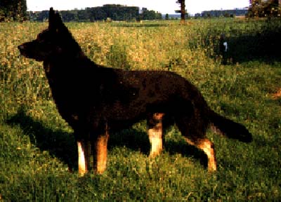 Flegel vom Haus Westfalen-Stolz