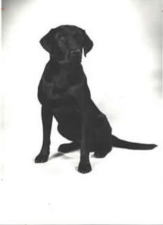FC NAFC River Oaks Rascal