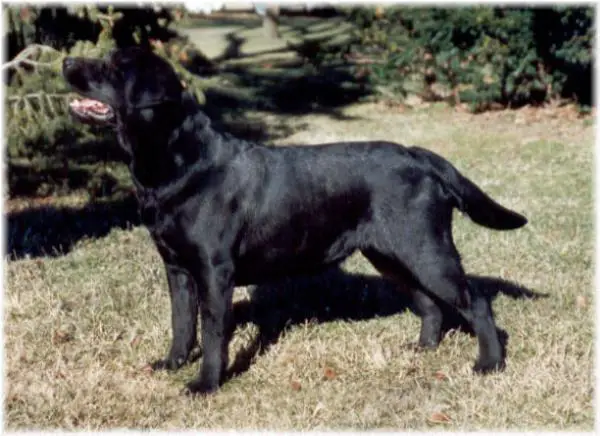 AKC CH Tabatha's Inspiration