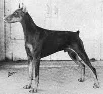 Int. Ch. Defender of Jan-har