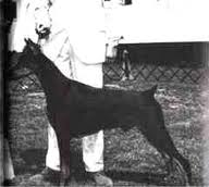 Am. Ch. Ericka Von Tannenwald