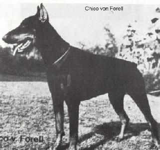 DVSGR BDSGR DTCH CH Chico von Forell